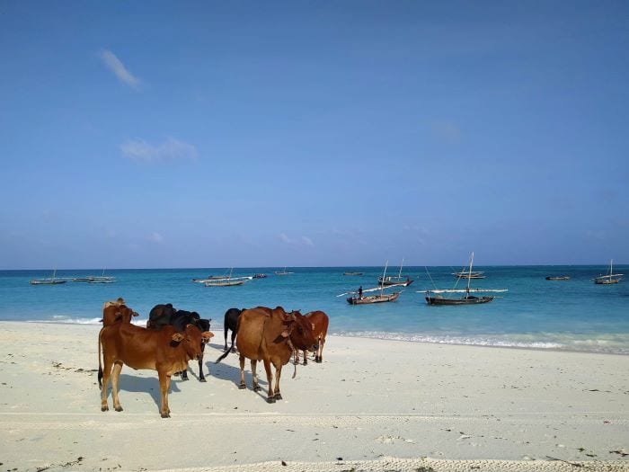 Пляж Занзибара с коровами