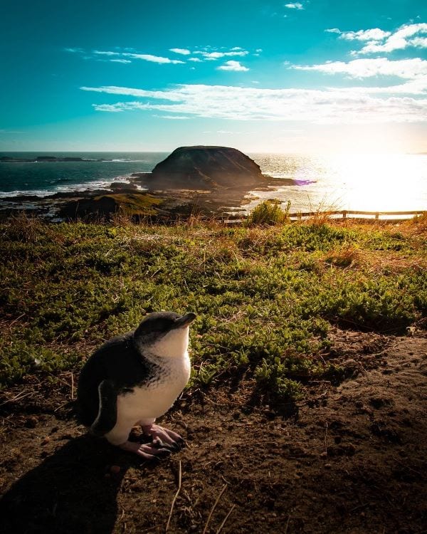Пингвин на Острове Филиппа