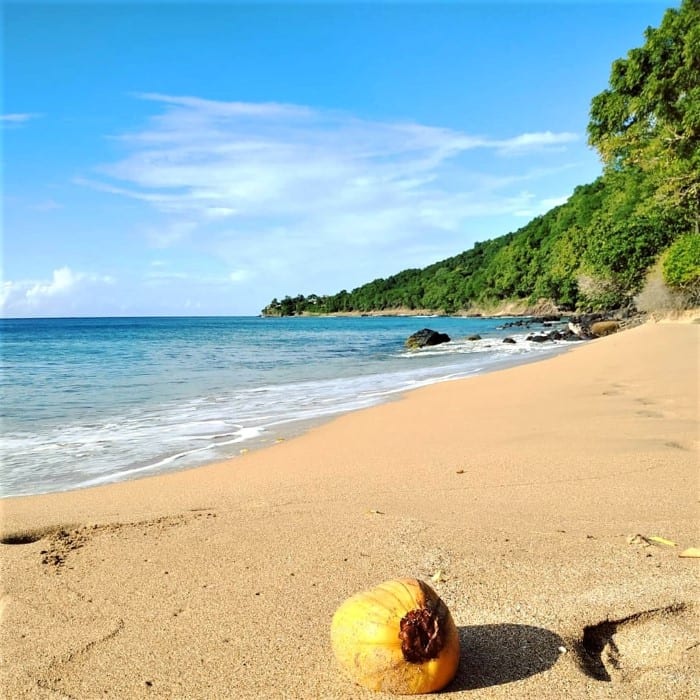 Кокосовый орех на пляже