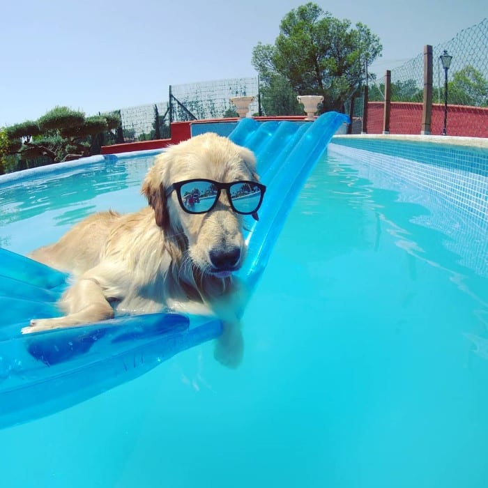Собака золотистый ретривер в бассейне