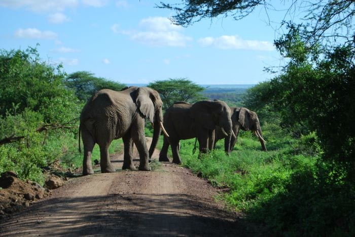 Слоны в парке Тарангире