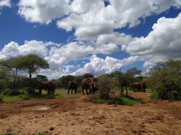 Слоны в национальном парке Тарангире
