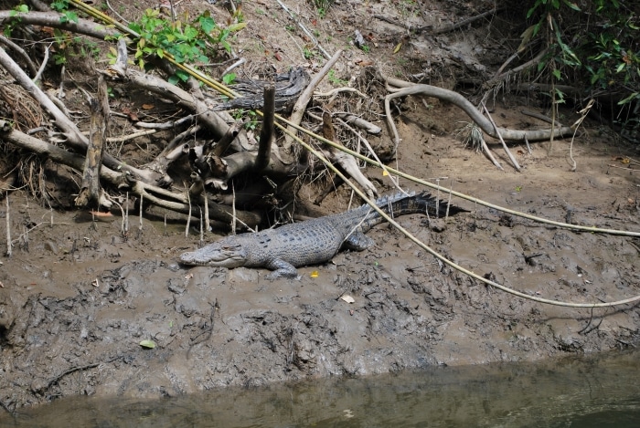 Природа Австралии, крокодил